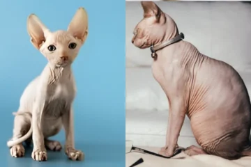 Sphynx Cat Michigan