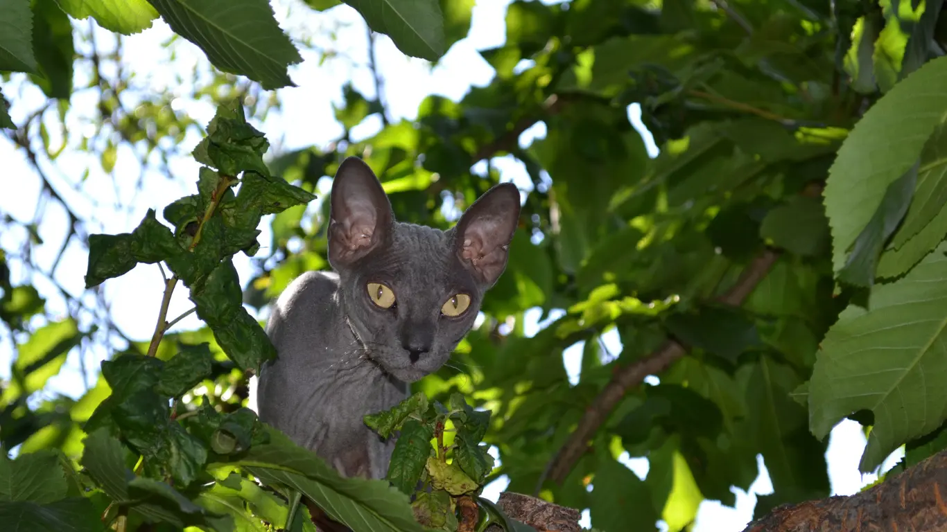 What Happens When a Hairless Cat Breeds With a Cat With Hair