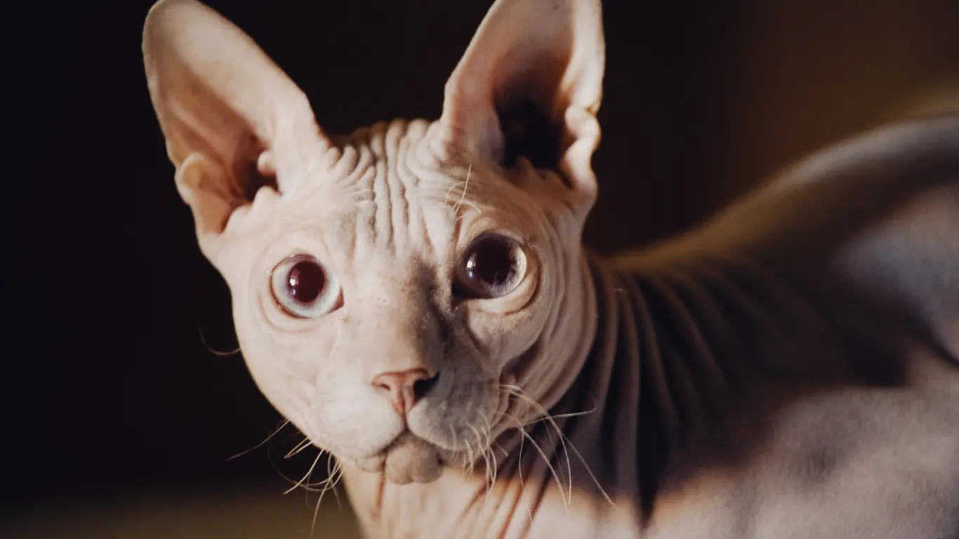 Tabby Sphynx Cat