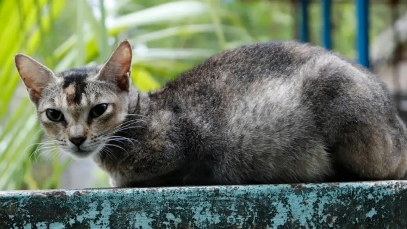 Are Sphynx Cats Born with Hair