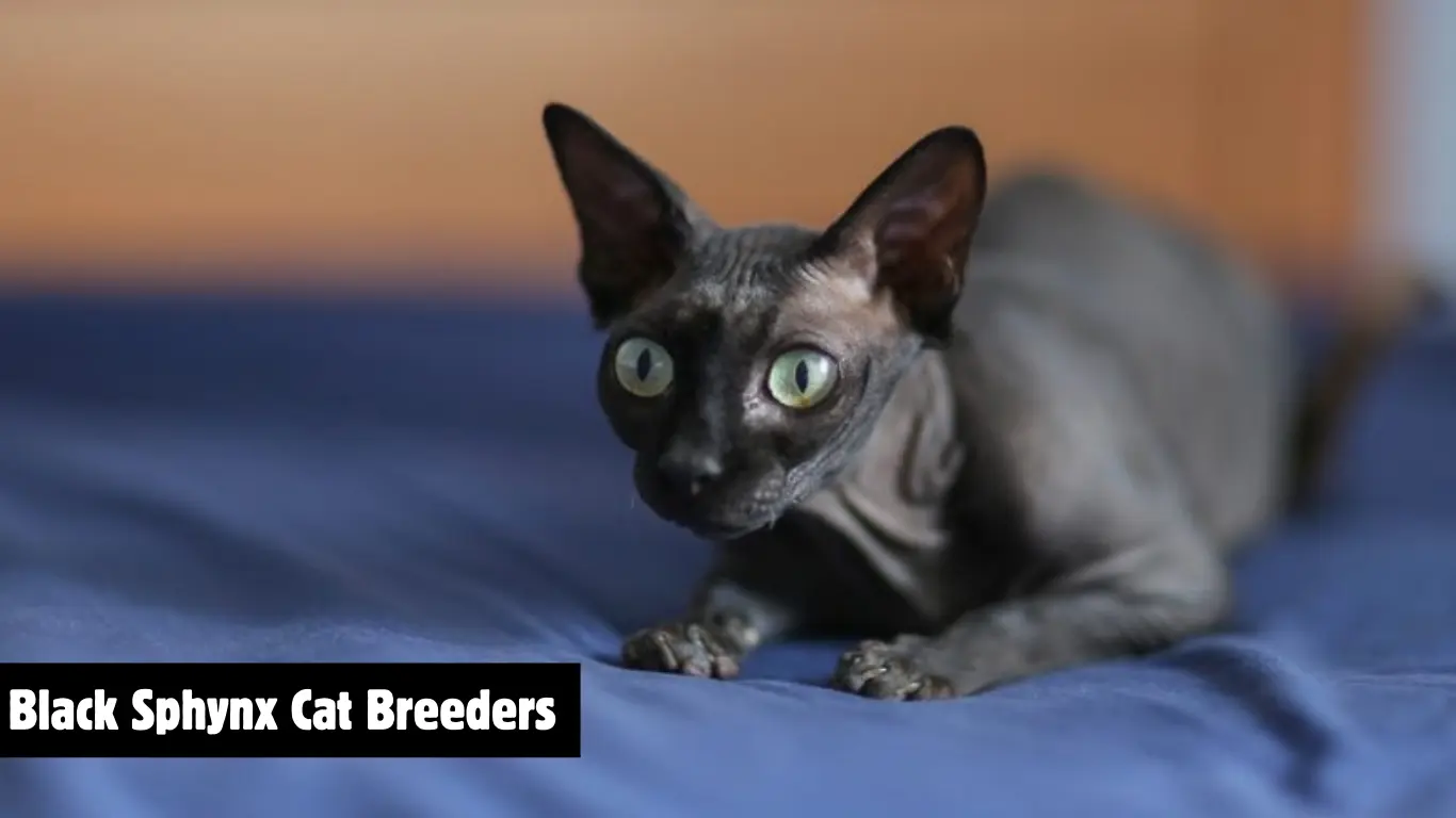 Black Sphynx Cat Breeders