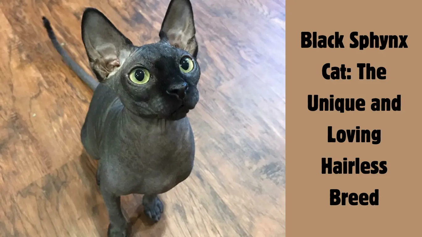 Black Sphynx Cat