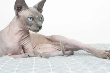 Blue Point Sphynx Cat