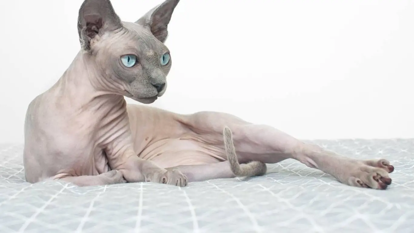 Blue Point Sphynx Cat