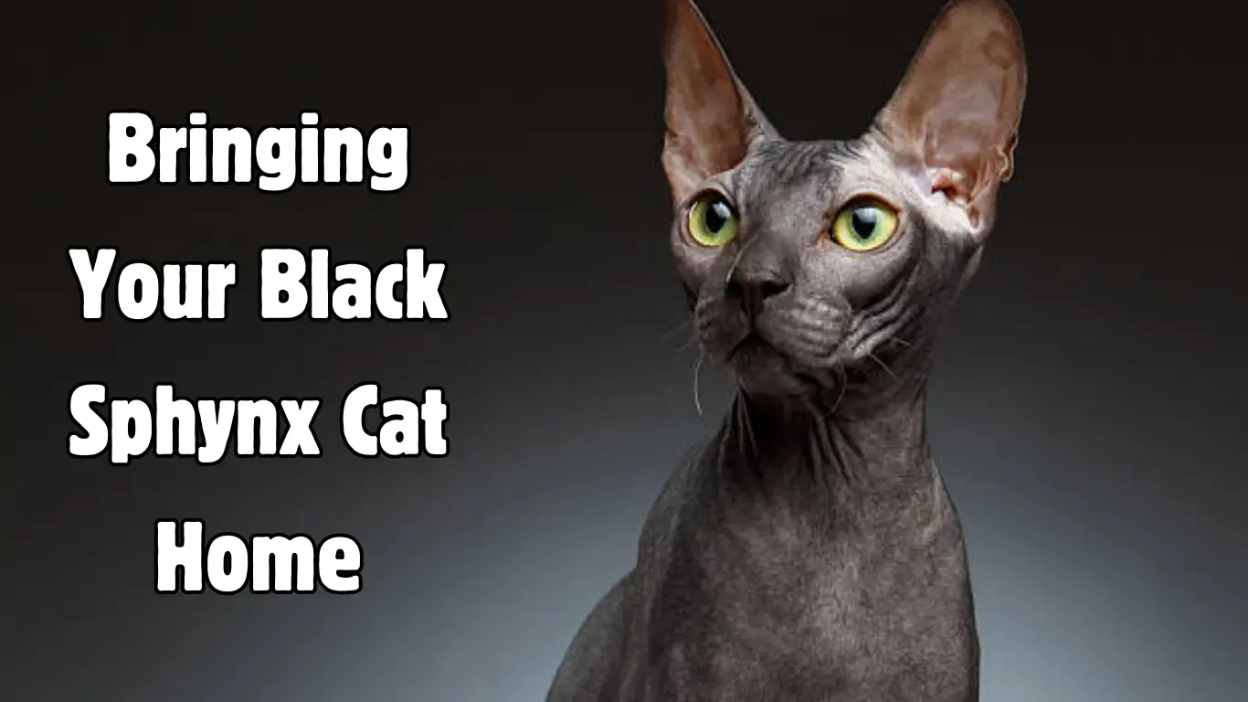 Black Sphynx Cat Breeders