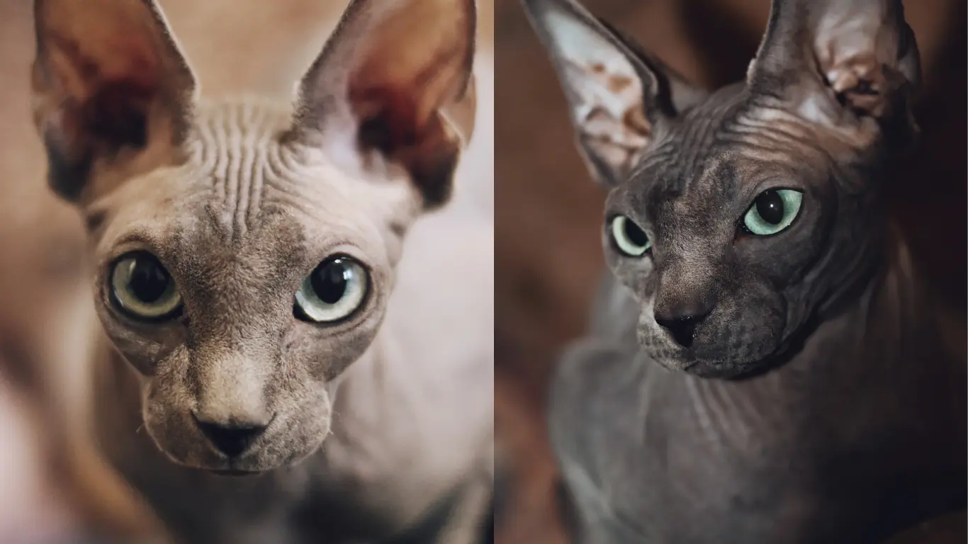 What Happens When a Hairless Cat Breeds With a Cat With Hair