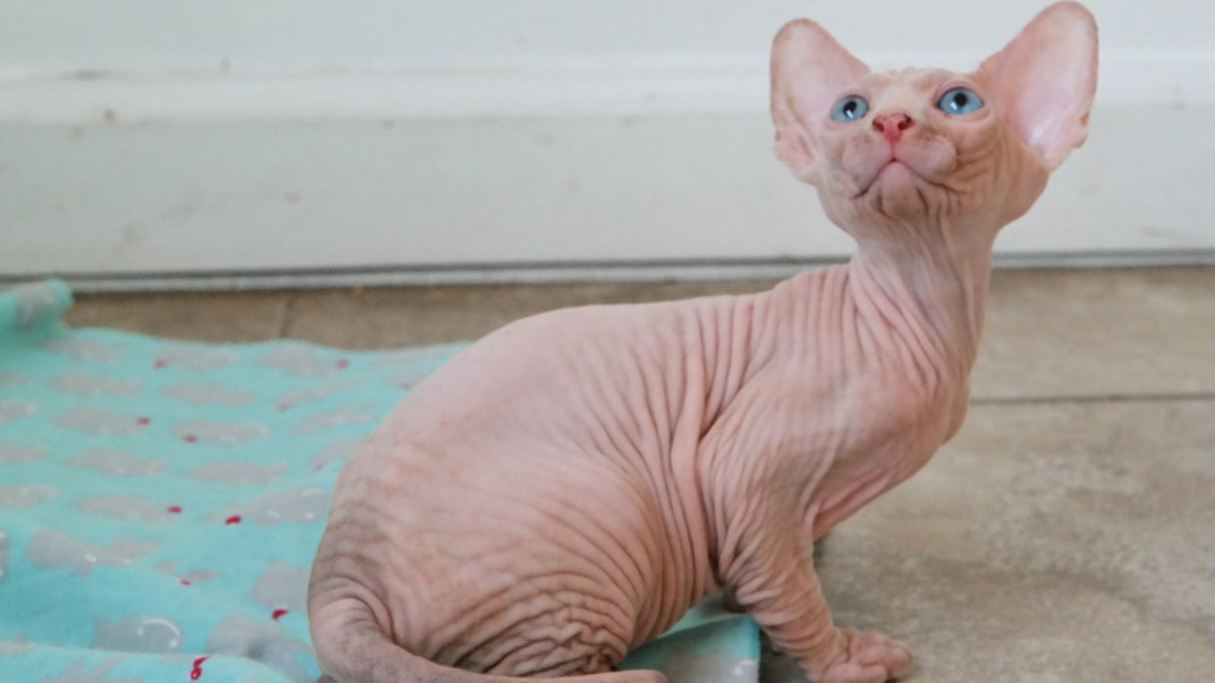 Sphynx Cat Texas