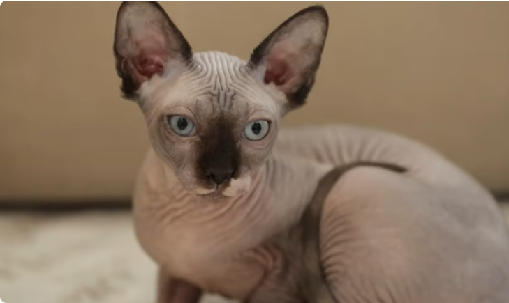 Sphynx Cats Montana