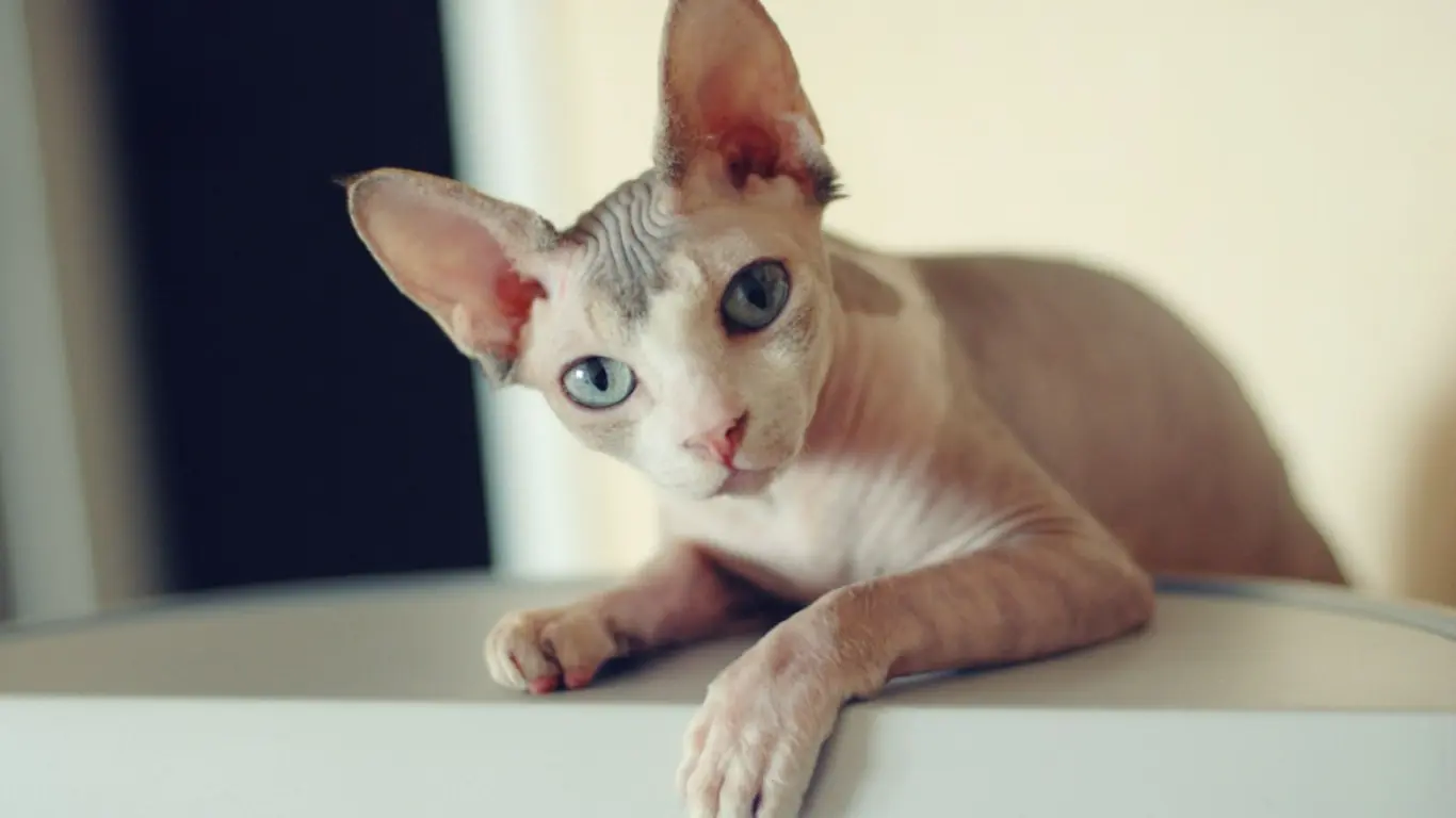 Blue Point Sphynx Cat