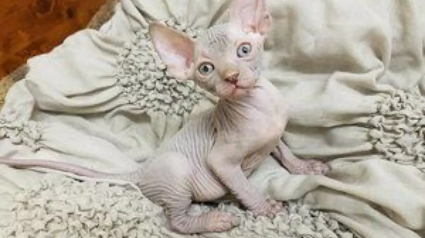  Lilac Sphynx Cat