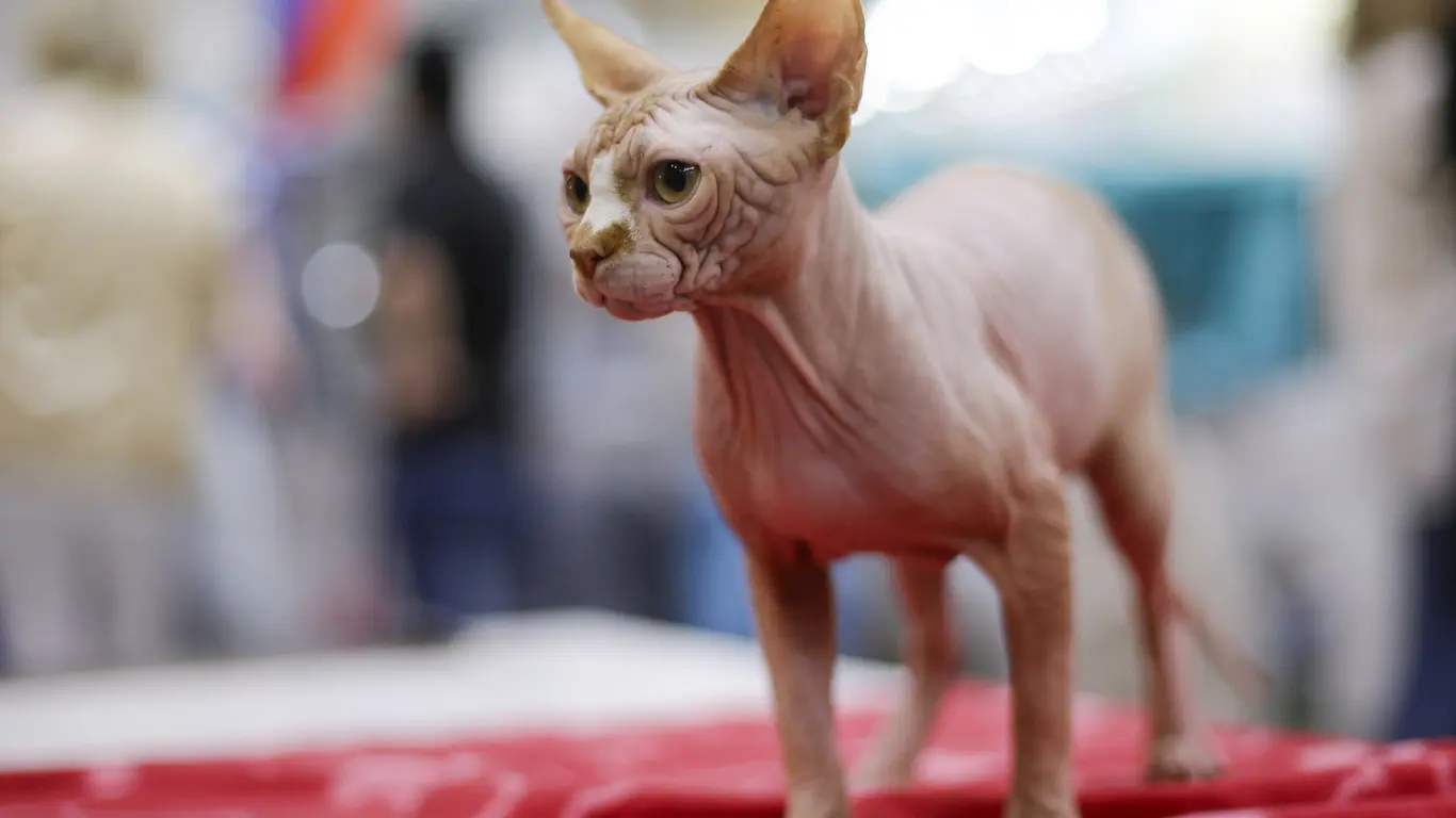 Sphynx Cat Lifespan