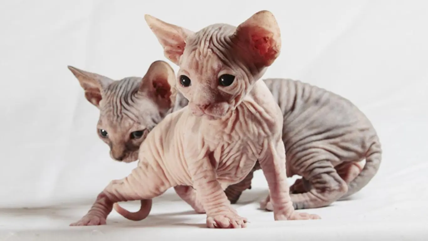 How Expensive Are Sphynx Cats? 