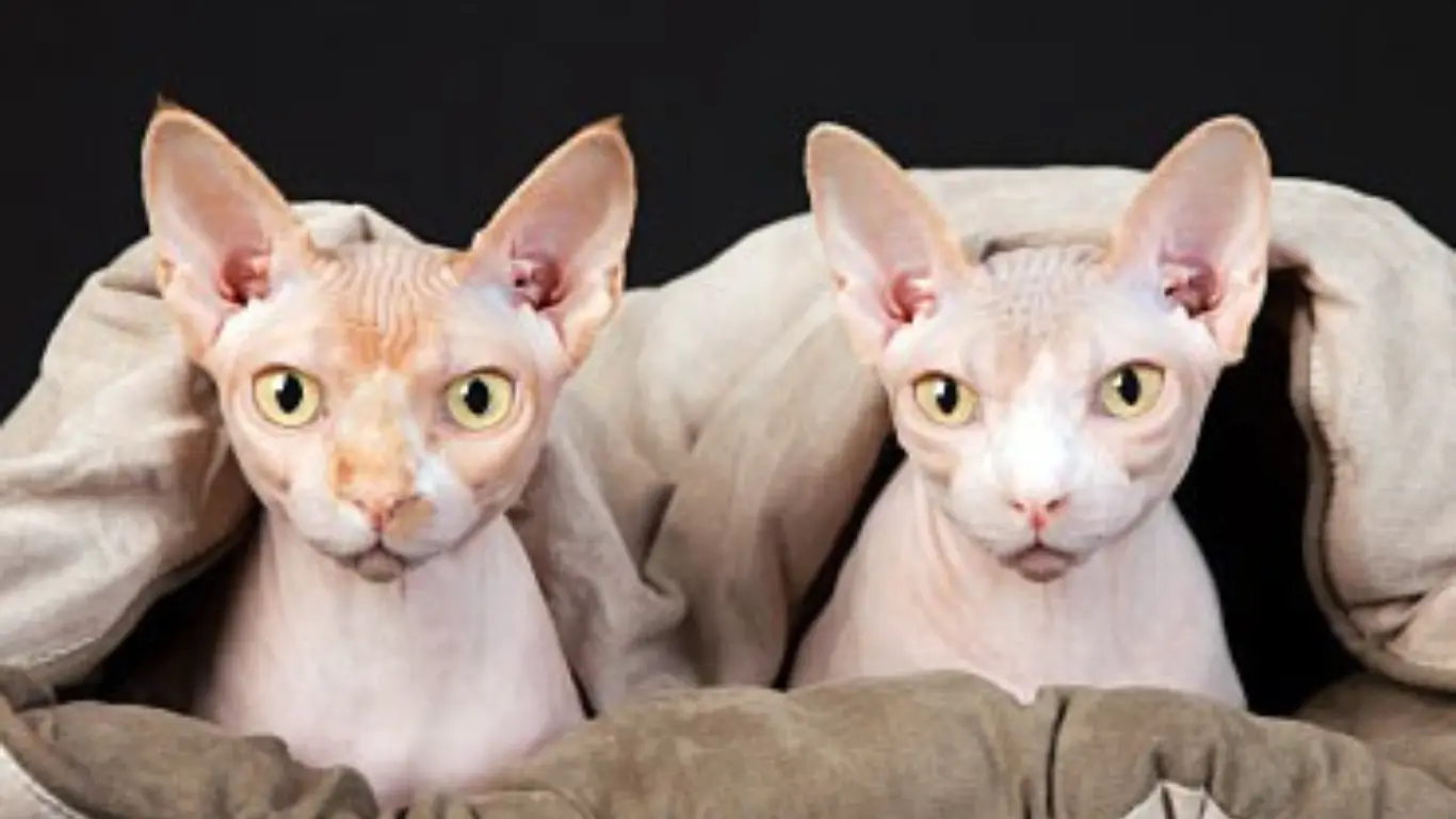 Why Do Sphynx Cats Need Baths - Common Health Issues in Sphynx Cats