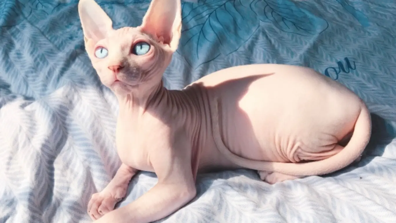 Common Health Issues in Sphynx Cats - How Long Do Sphynx Cats Live 