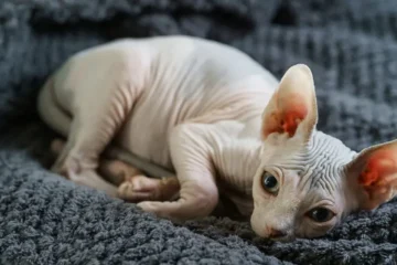 Common Health Issues in Sphynx Cats