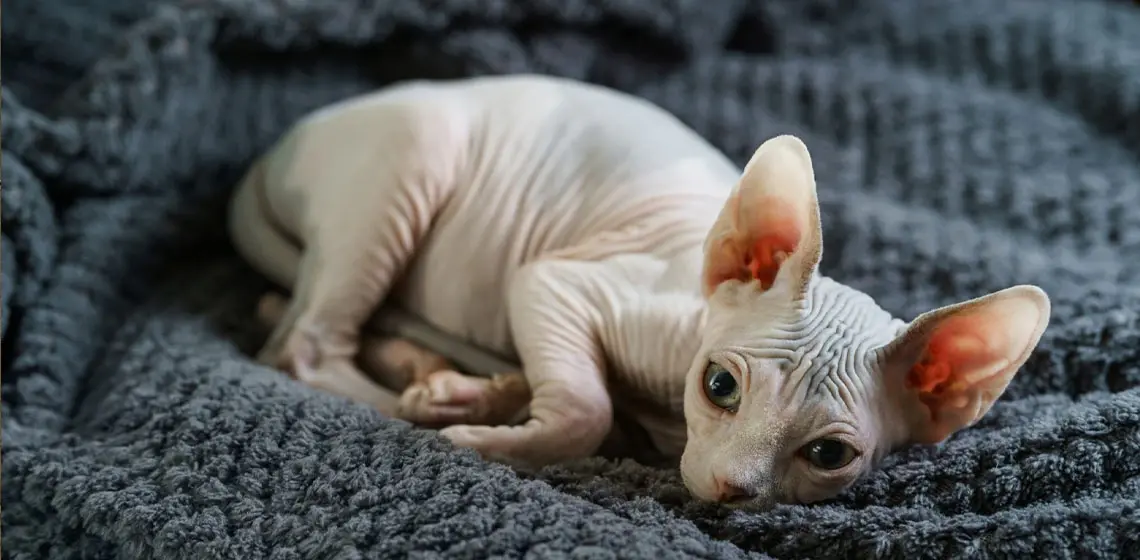 Common Health Issues in Sphynx Cats