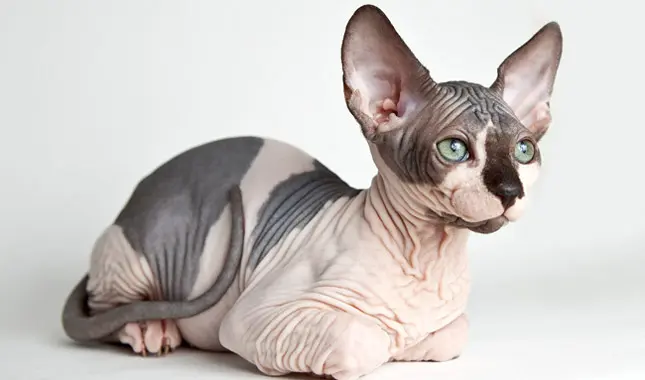 Common Health Issues in Sphynx Cats