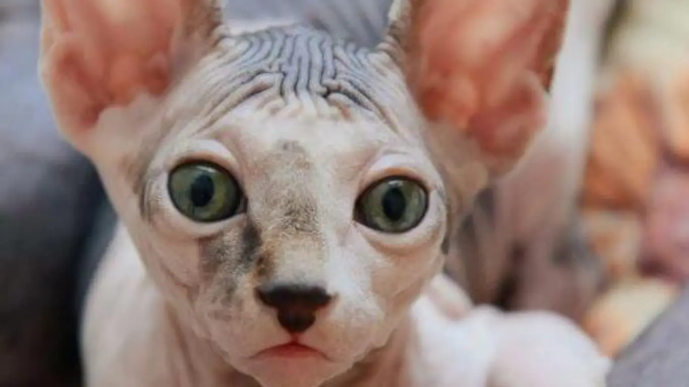 Sphynx Cat Adoption in Florida