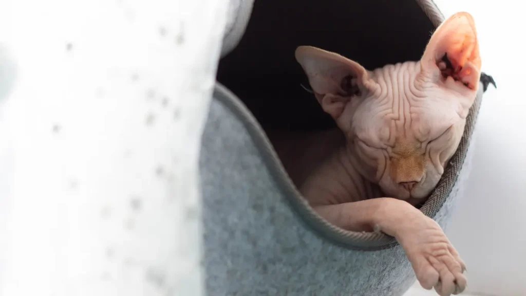 Sphynx Cat Ohio