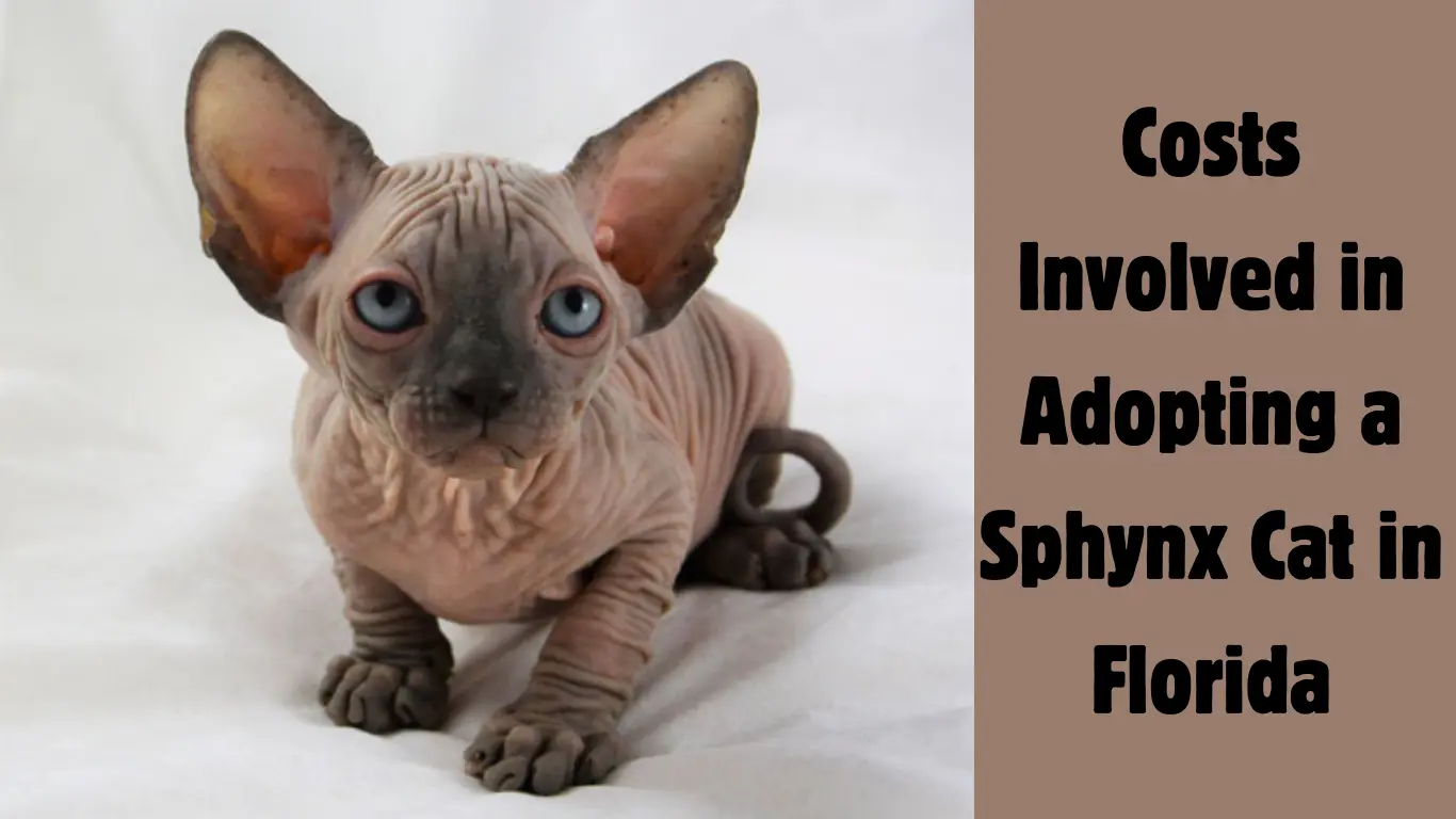 Sphynx Cat Adoption in Florida