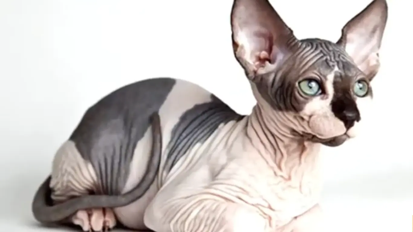 Lavender Sphynx Cat