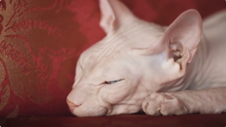 Colors of Sphynx Cats