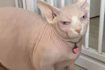 Fat Sphynx Cat