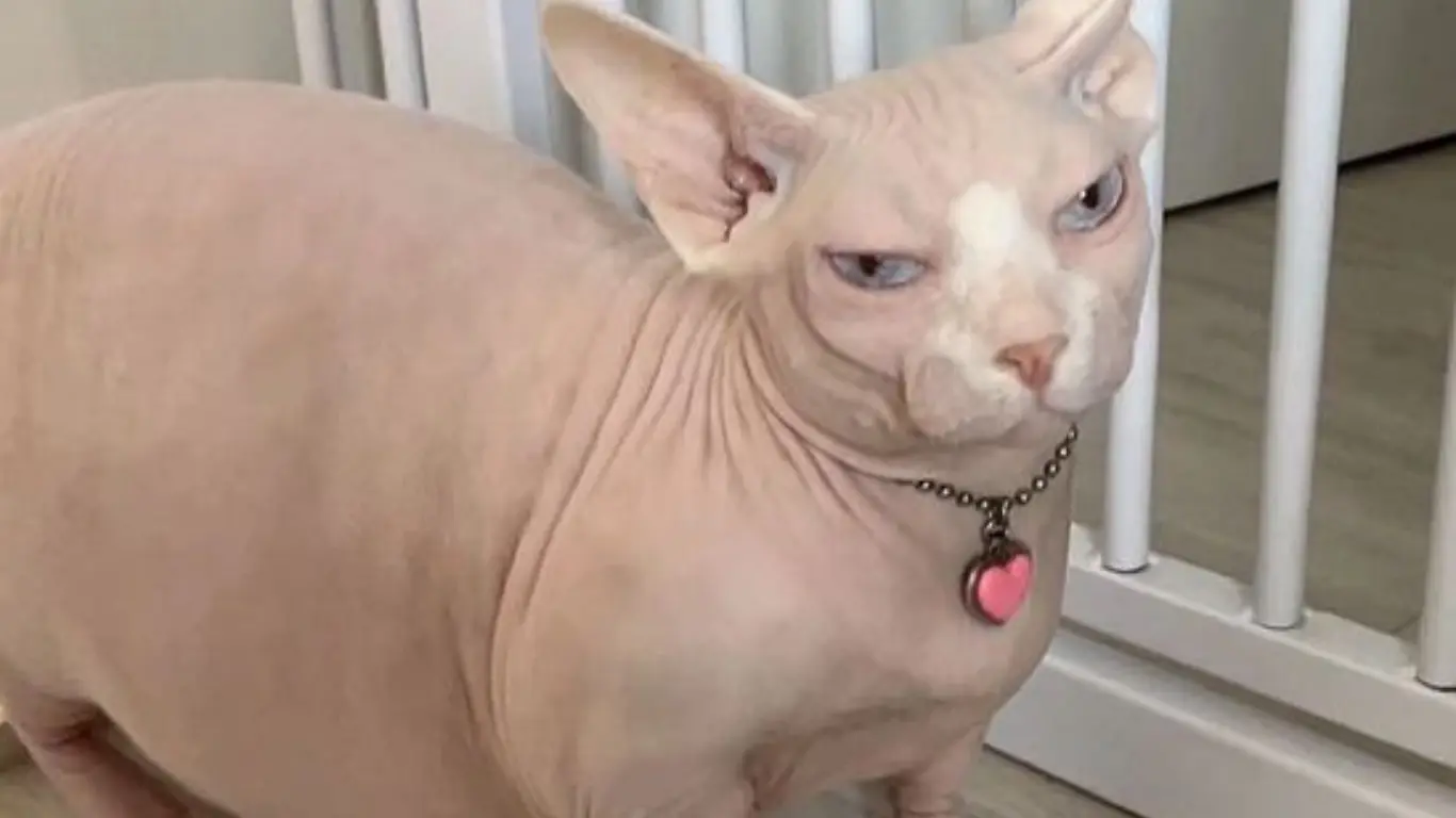 Fat Sphynx Cat