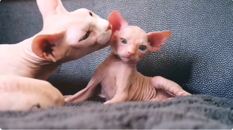 Colors of Sphynx Cats