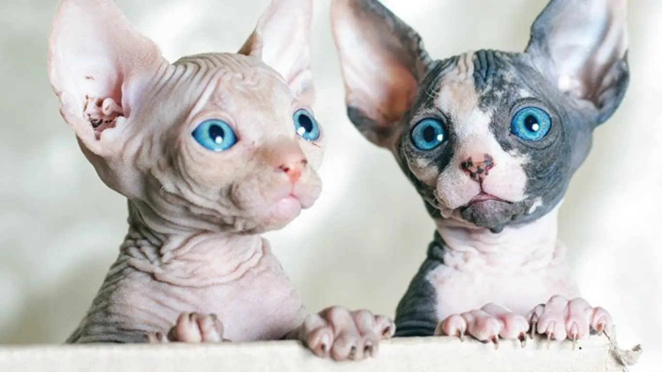 Blue Point Sphynx Cat