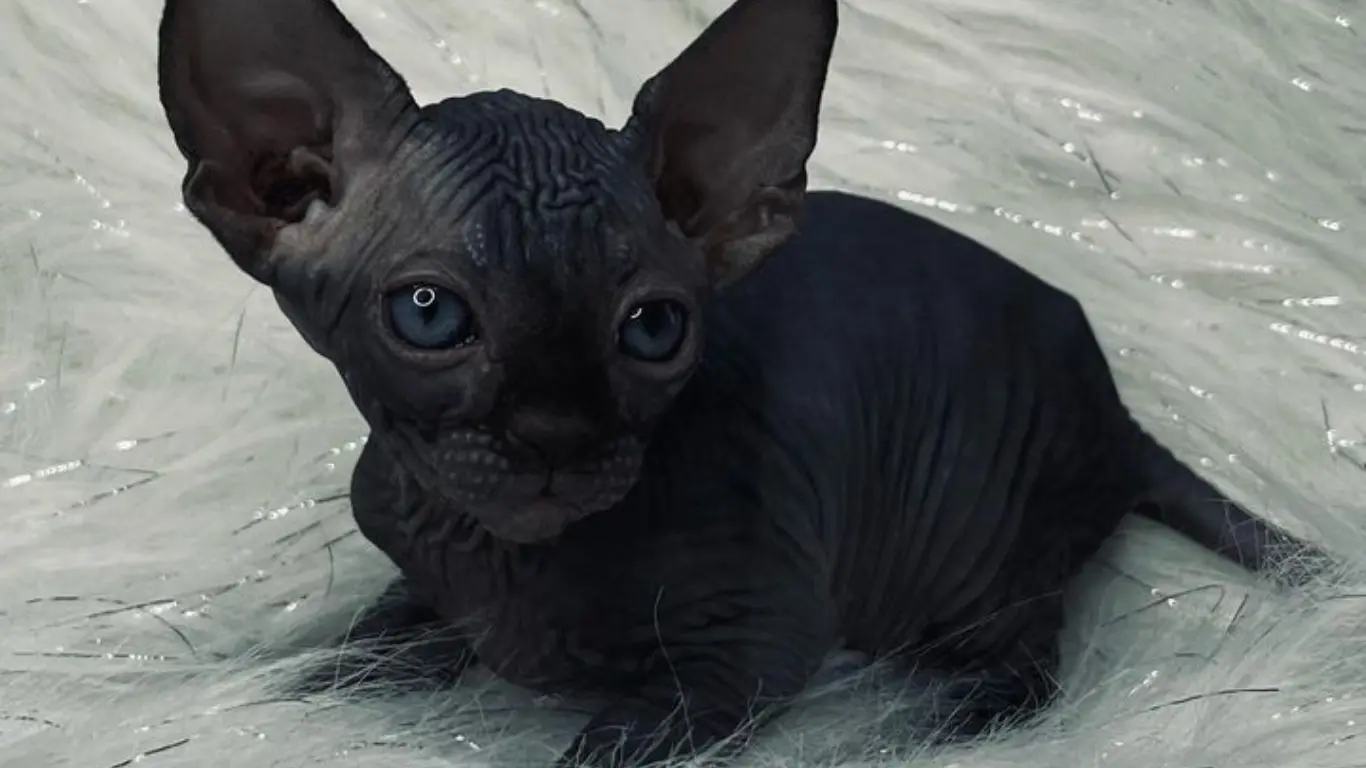 Black Sphynx Cat Breeders