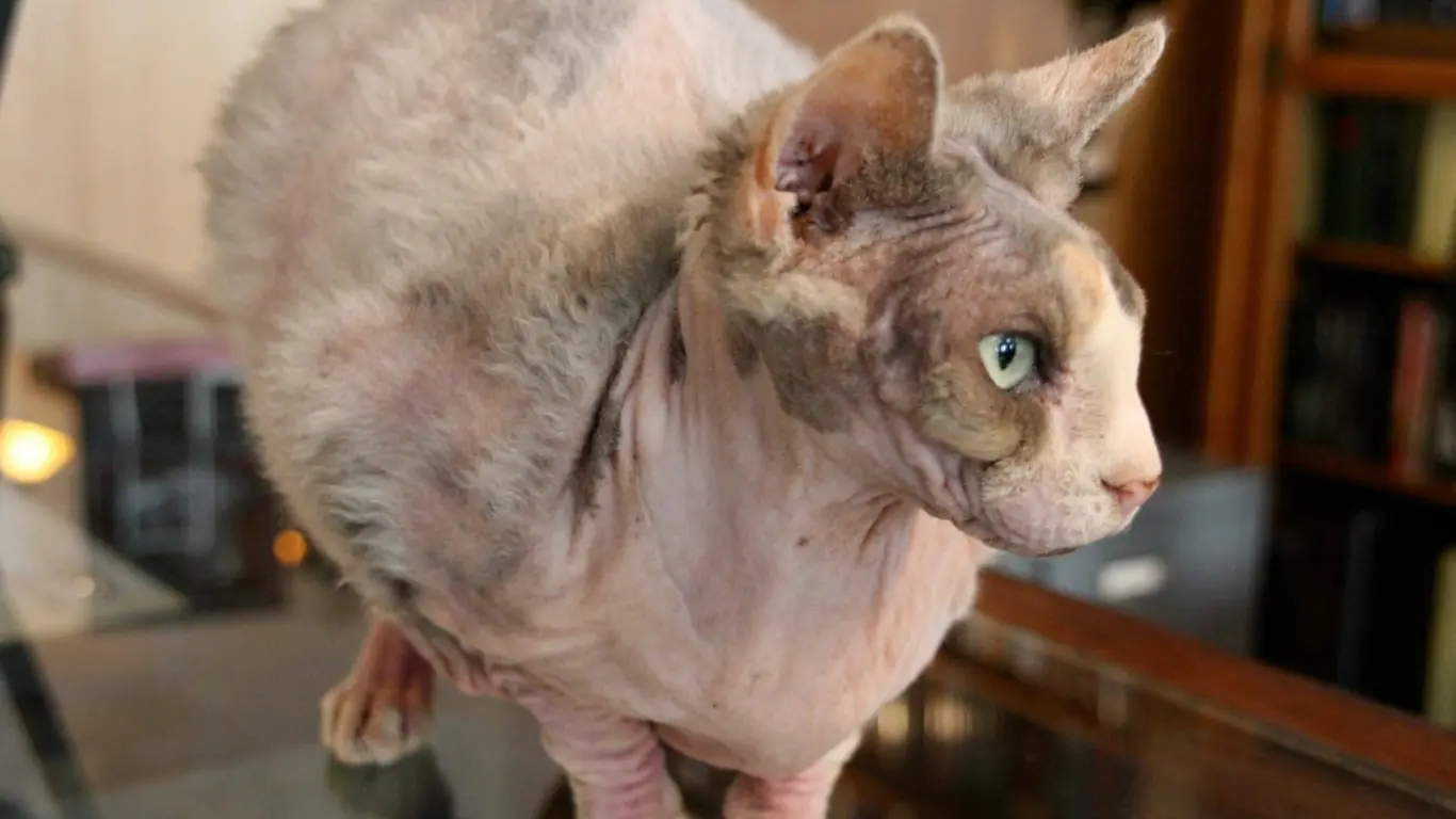 Are Sphynx Cats Born with Hair