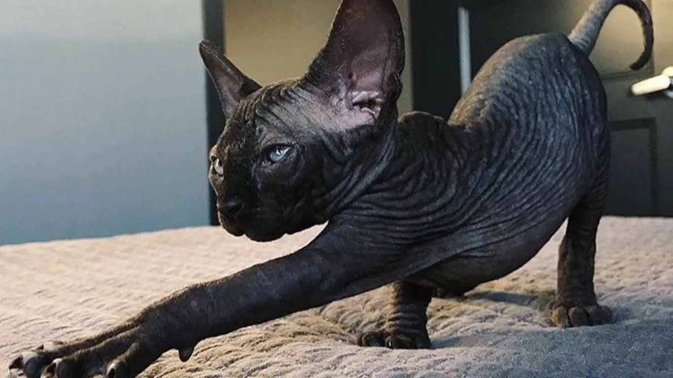 Black Sphynx Cat