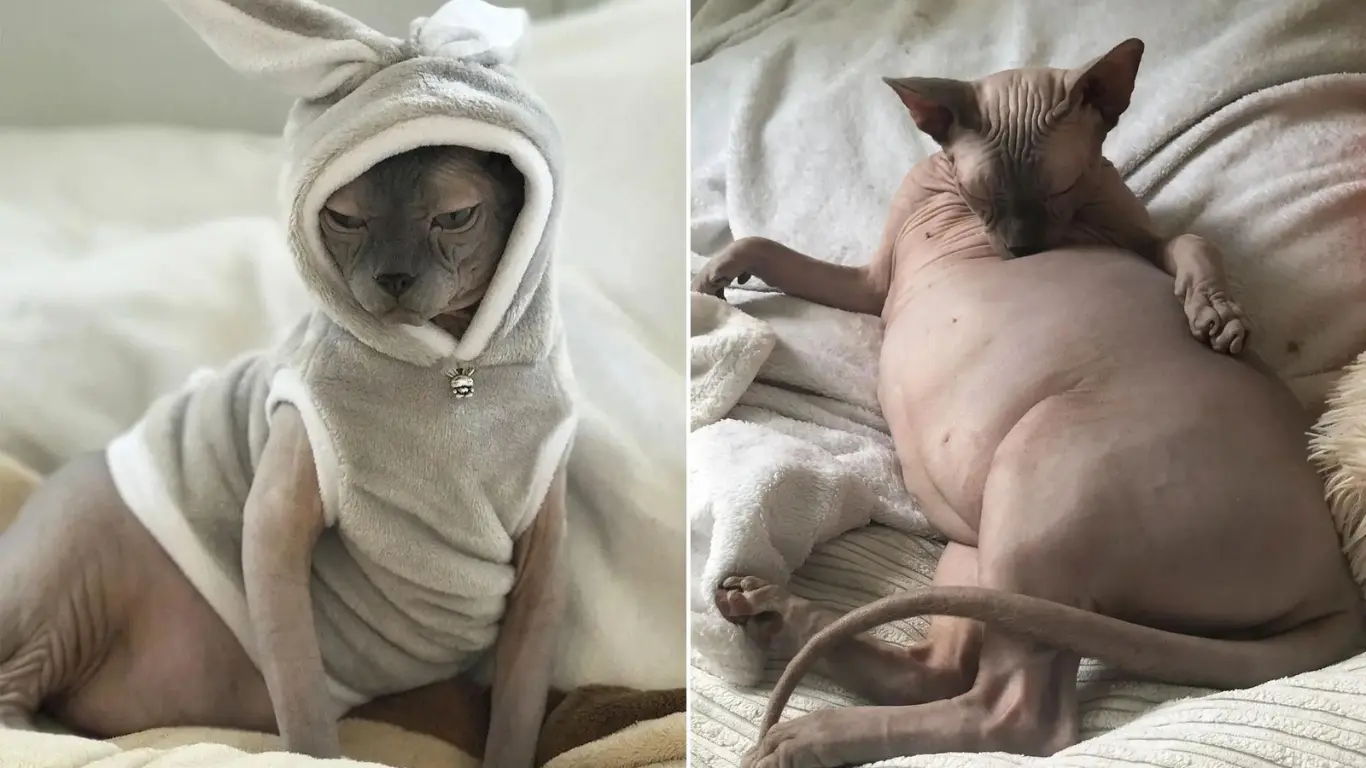 Fat Sphynx Cat