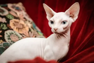 How Long Do Sphynx Cats Live? Understanding the Lifespan of a Hairless Cat