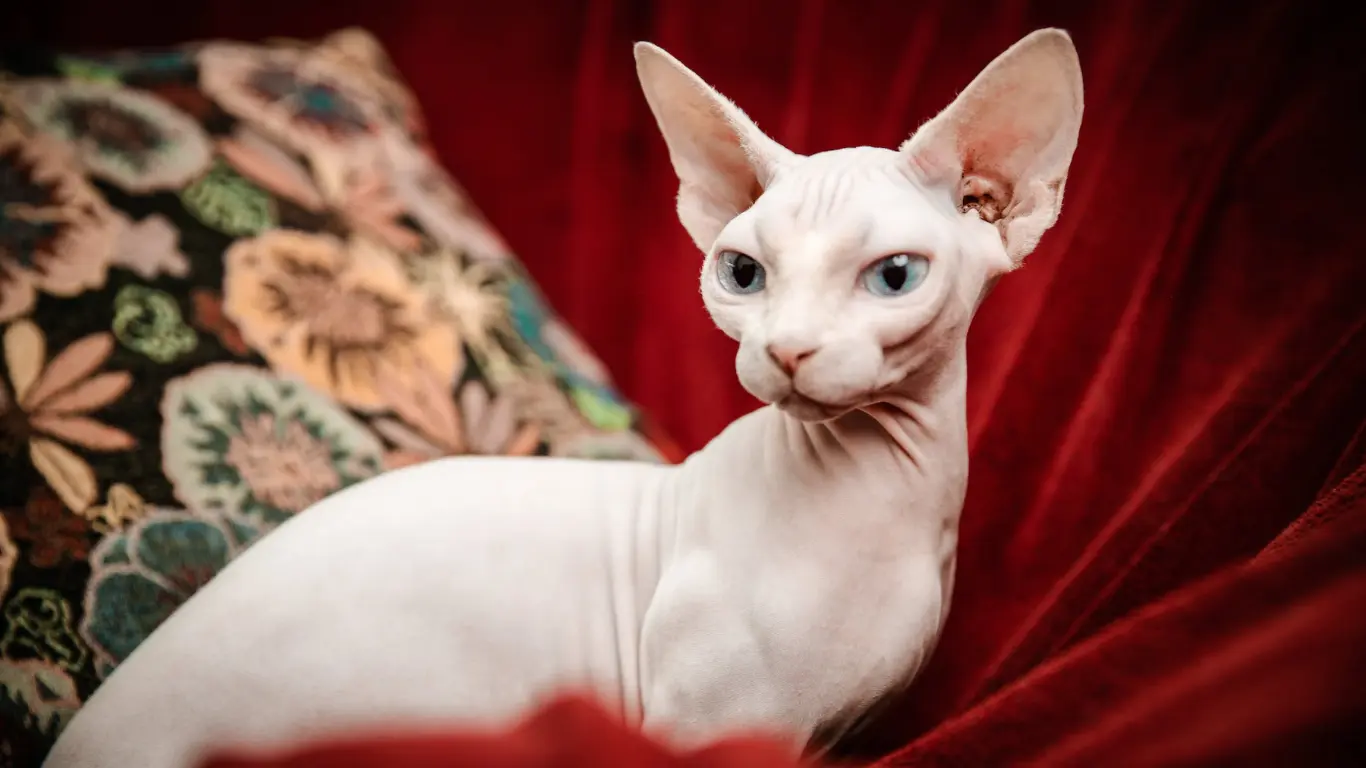 How Long Do Sphynx Cats Live? Understanding the Lifespan of a Hairless Cat