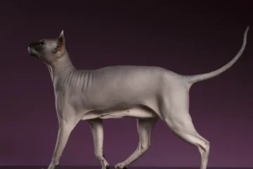 How Much Should a Sphynx Cat Weight