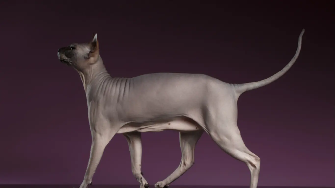 How Much Should a Sphynx Cat Weight