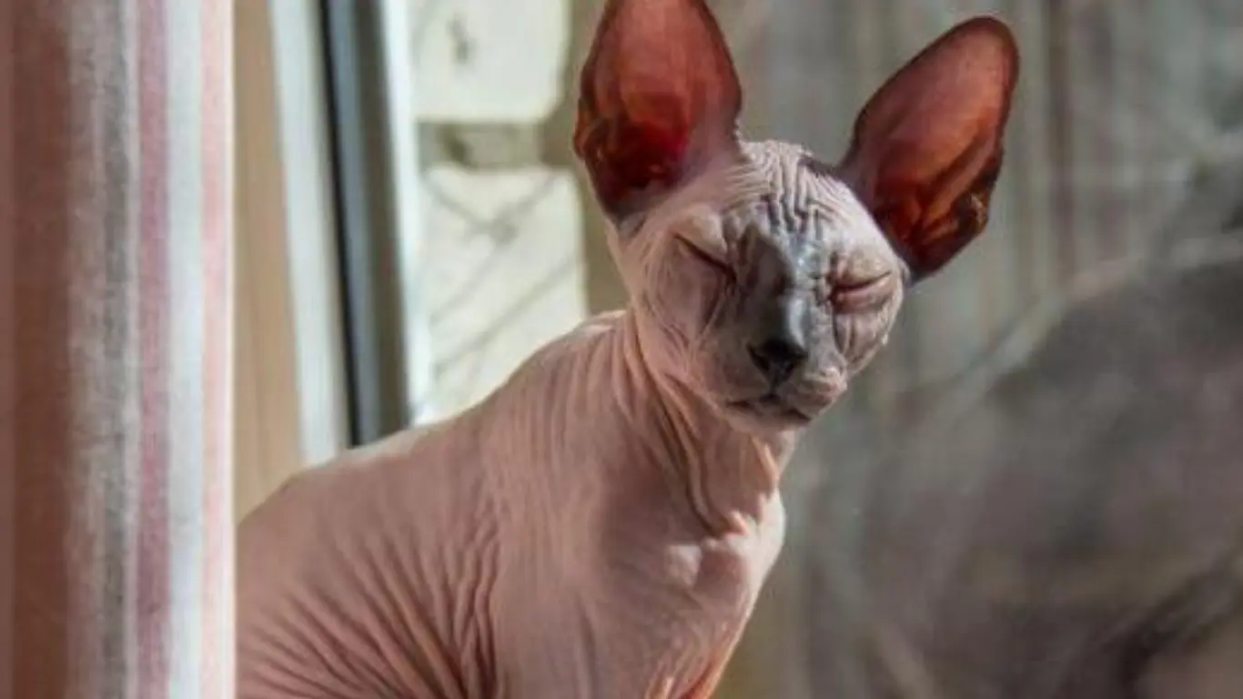 Sphynx Cat Adelaide