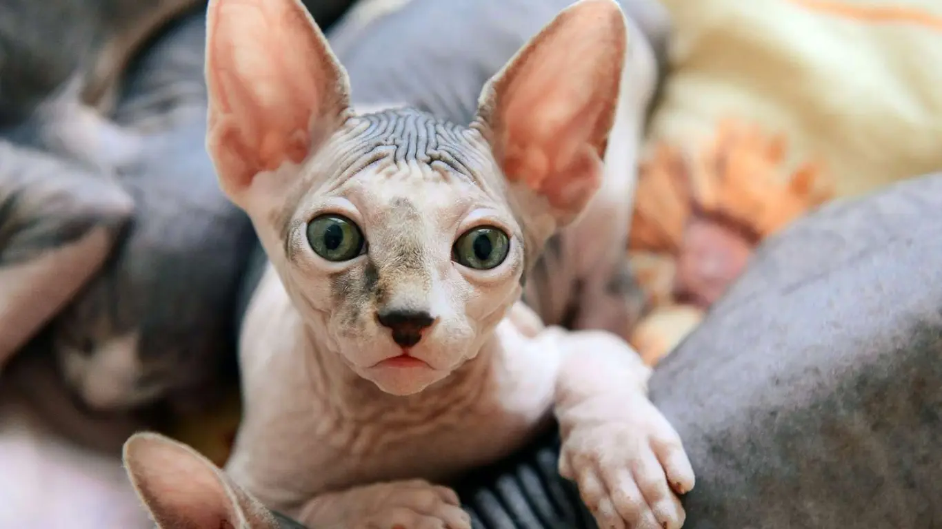 How Long Do Sphynx Cats Live -  How to Help Your Sphynx Cat Live a Long Life