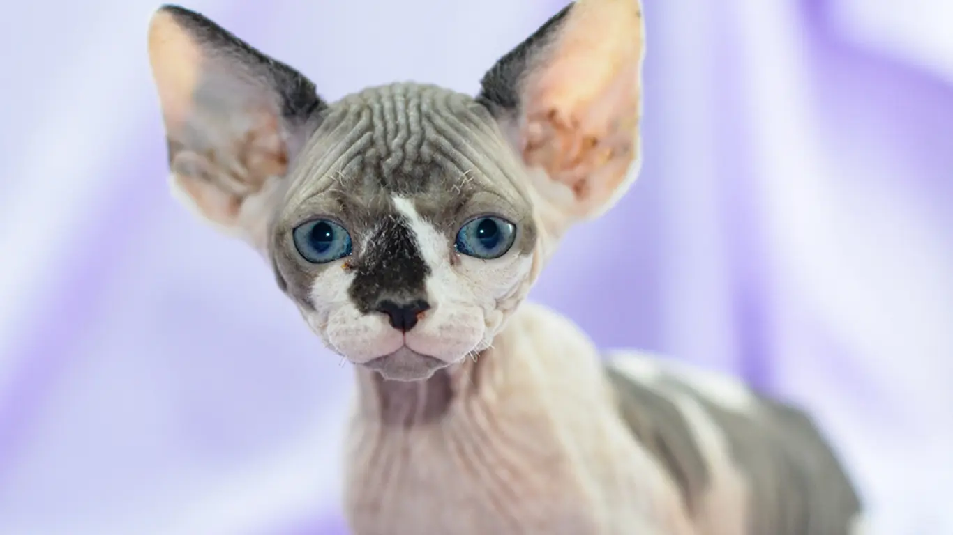 Sphynx Cat Calico