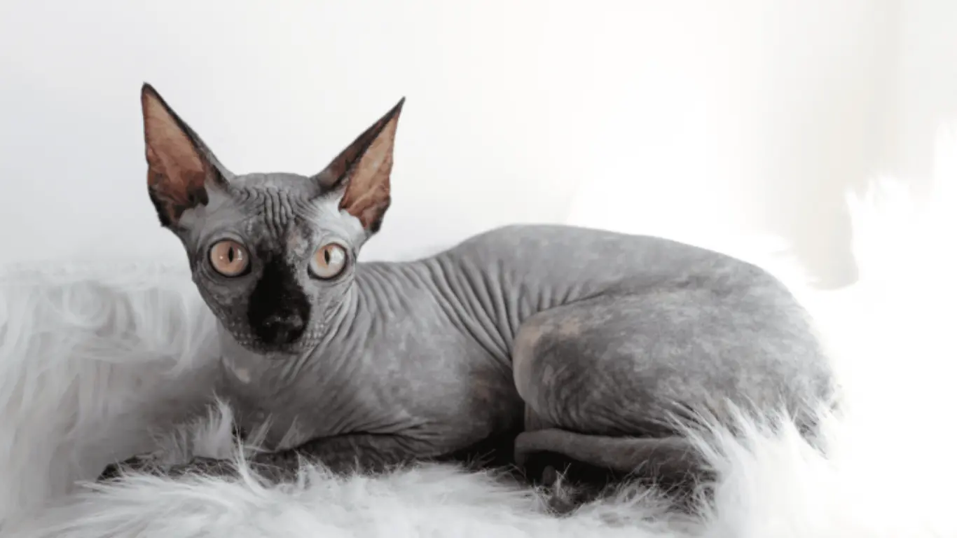 How Much Are Sphynx Cat - Monthly and Yearly Maintenance Costs