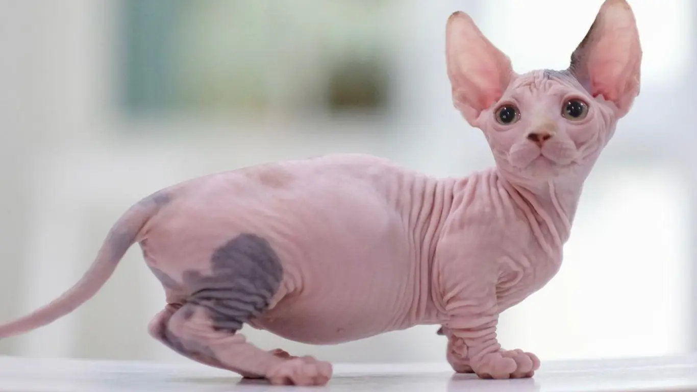 How Expensive Are Sphynx Cats?