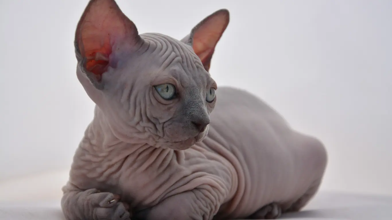 Lilac Sphynx Cat