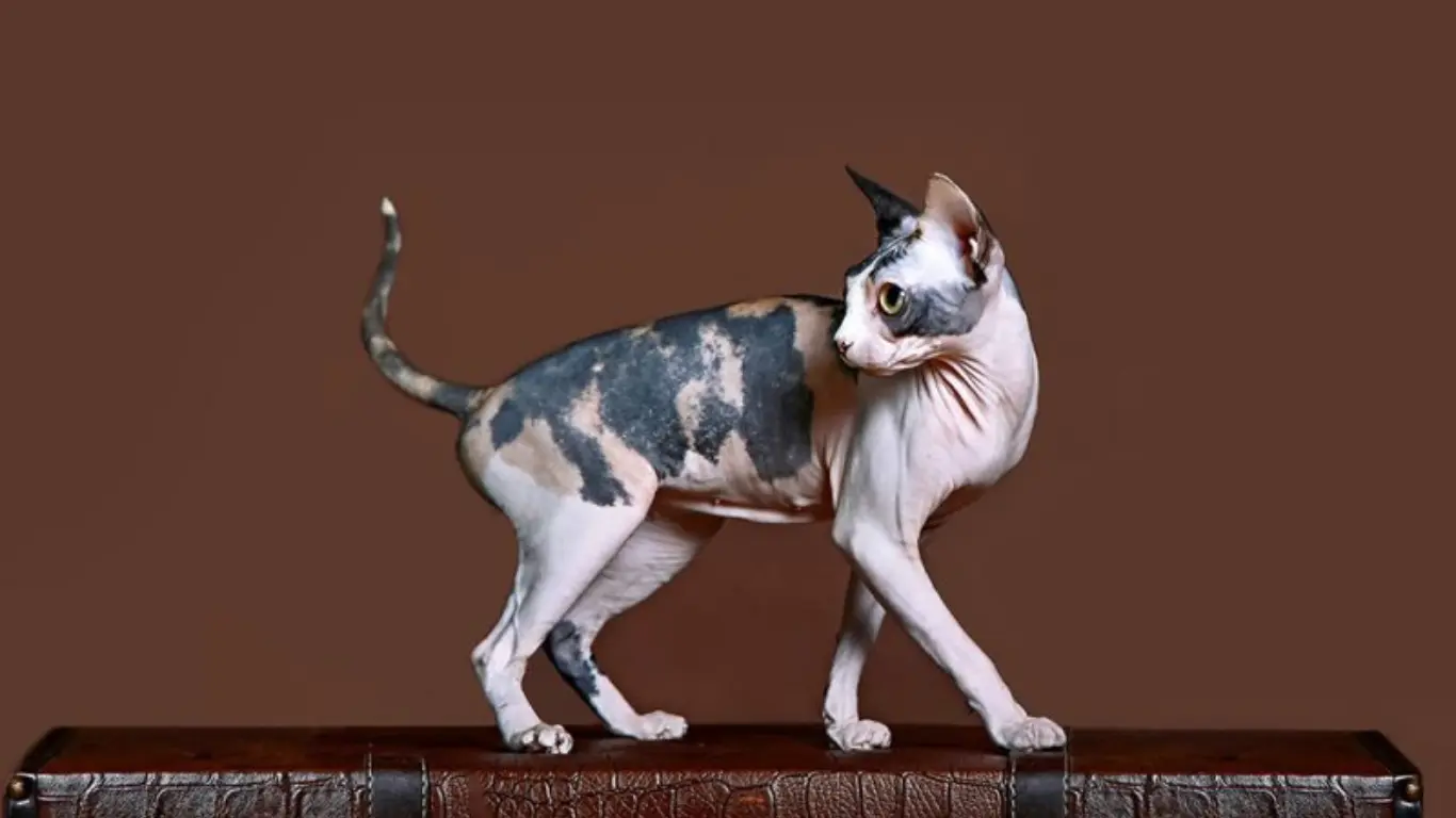 Sphynx Cat Calico