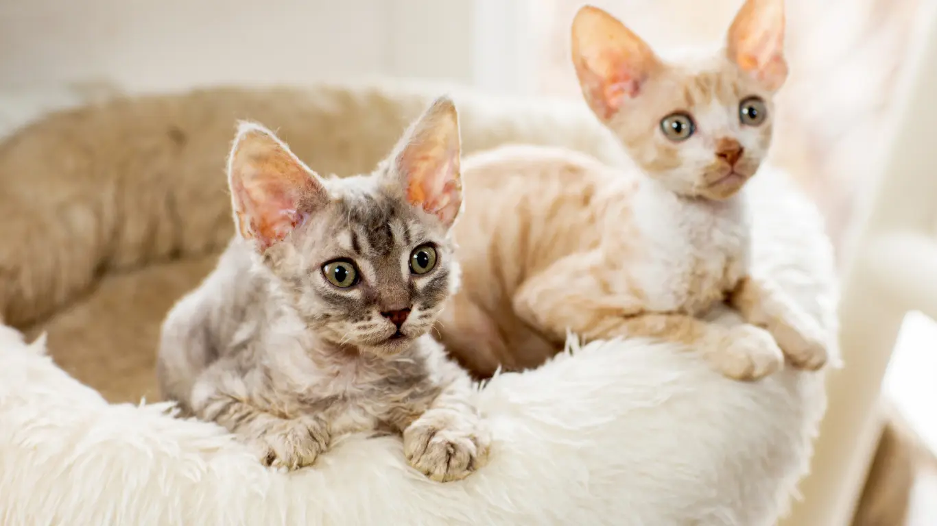 Sphynx Cat with Hair Breed