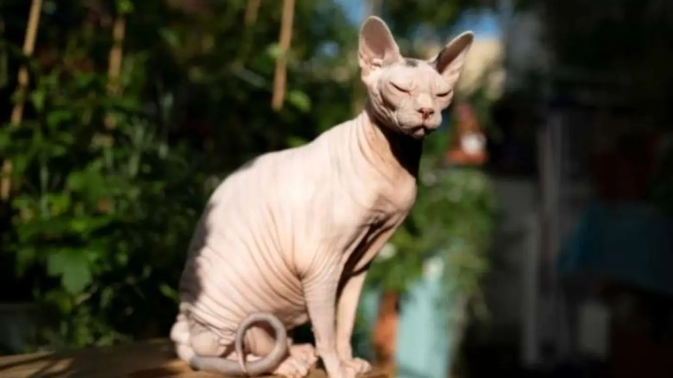 How Much Should a Sphynx Cat Weight