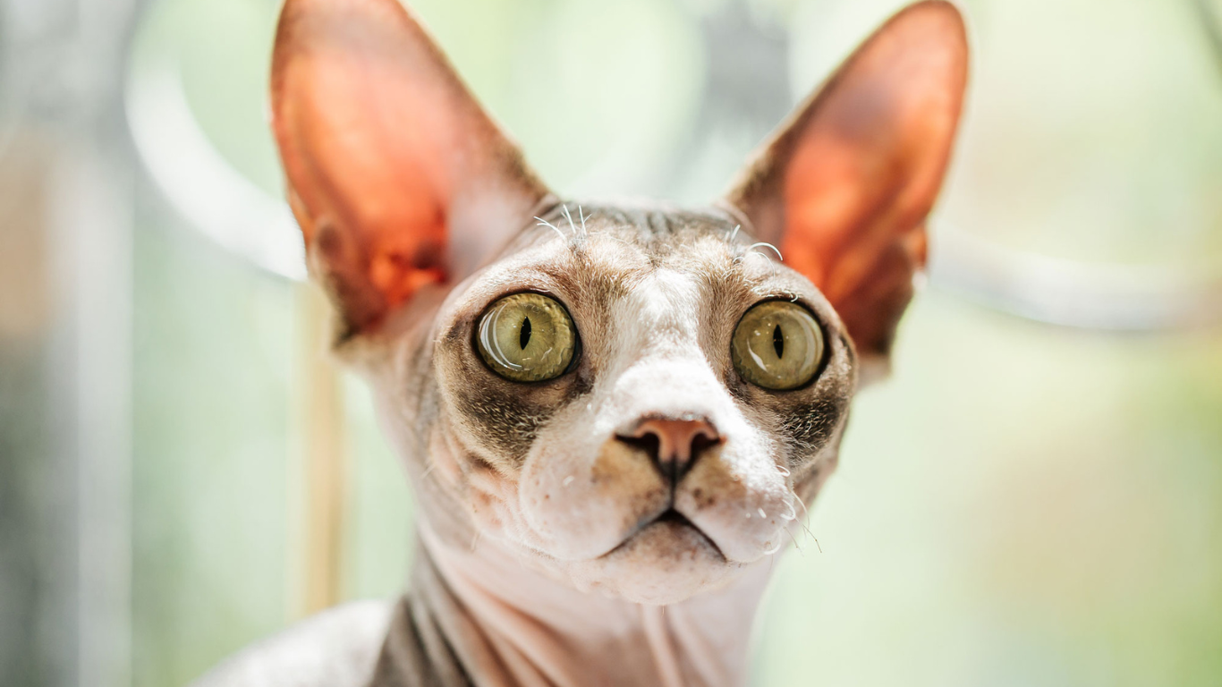 Sphynx Cat Texas