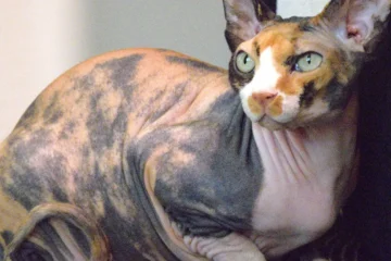 Sphynx Cat Calico