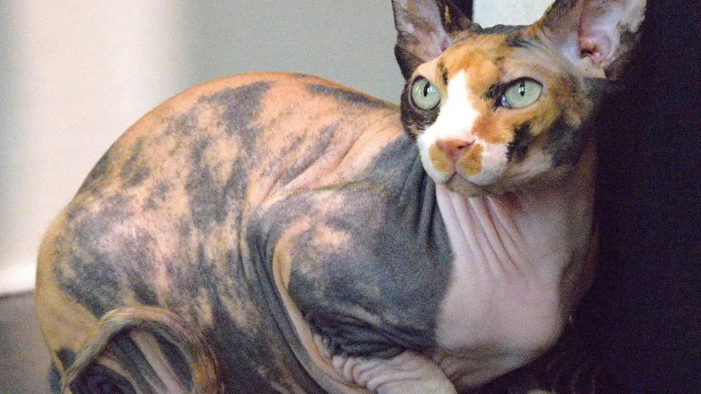 Sphynx Cat Calico